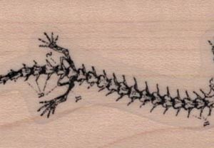 Lizard Skeleton Diagram 1 1/4 x 3-0