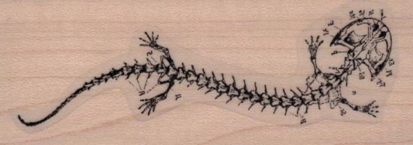 Lizard Skeleton Diagram 1 1/4 x 3