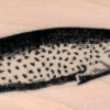 Narwhal 1 1/2 x 4 1/4-0