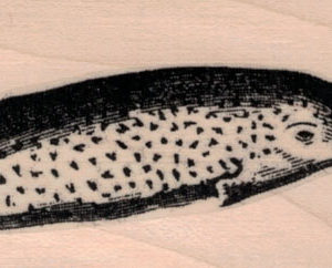 Narwhal 1 1/2 x 4 1/4-0