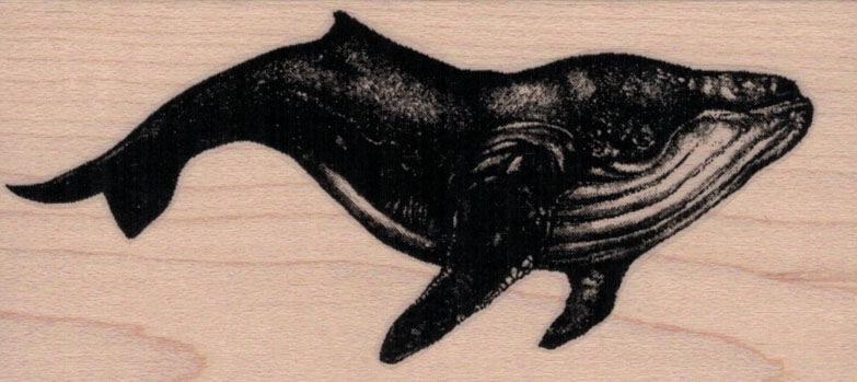 Humpback Whale 2 x 4