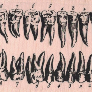 Teeth Diagram3 x 2 1/4-0