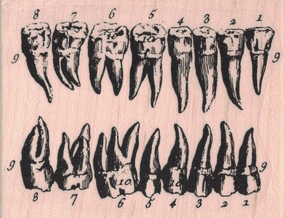 Teeth Diagram3 x 2 1/4