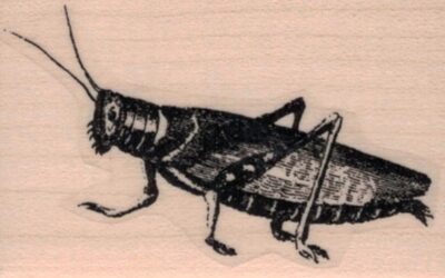 Grasshopper 1 1/2 x 2